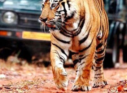 Chittor with Ranthambore Tour