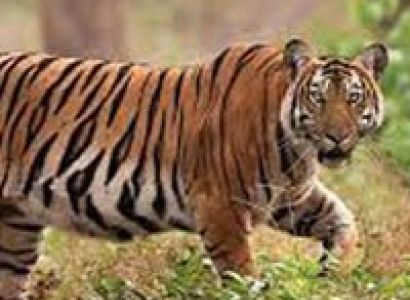 Short Tour to Kabini