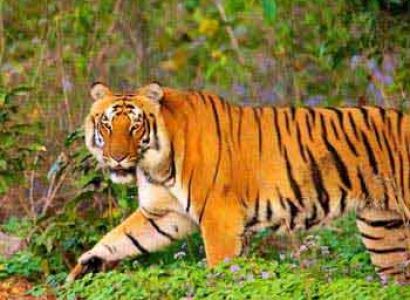 Short Escape to Corbett Tour