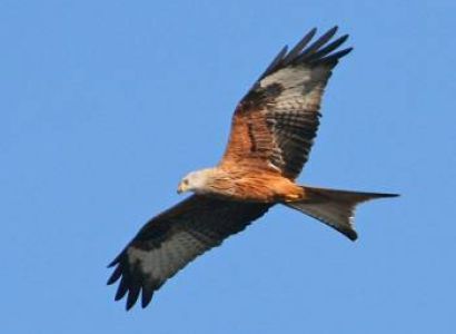 Mystic Kerala and Wildlife Tour