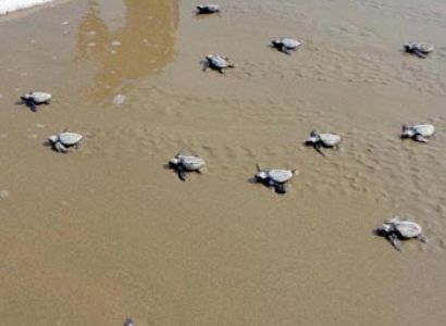 Diglipur North Andaman Tour