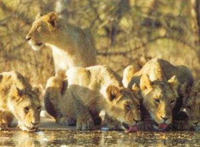 Gujarat Wildlife Tour