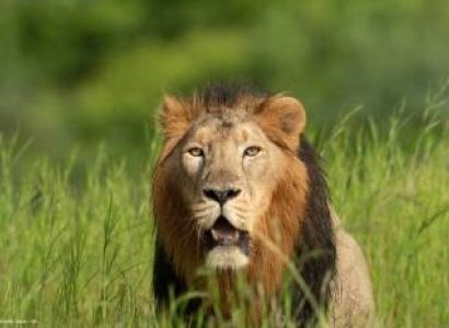 Gir Holiday Tour  3 Days