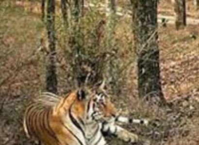 Taj Safari Tour in India