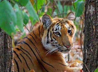 Corbett Tour Package