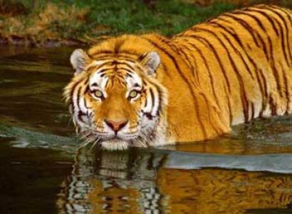 Sunderban Wilderness Tour