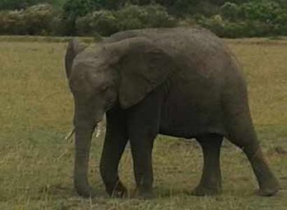 Masai Mara & Nairobi 3 Days Standard Holiday Package