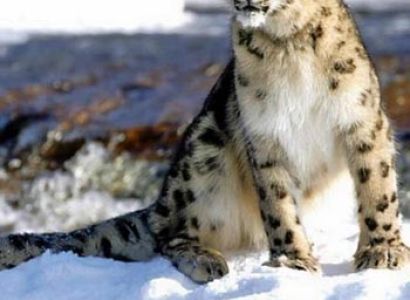 Snow Leopard Trek Tour