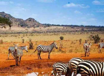 Wildlife Tour of Kenya Package