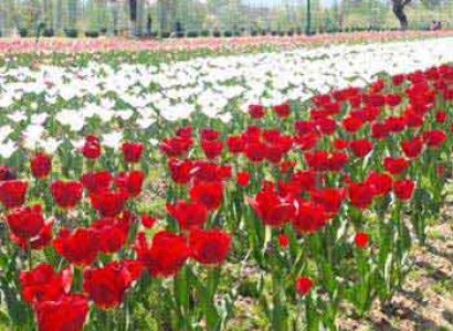 Short Kashmir Package