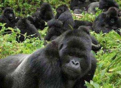4 Days Gorilla Tracking And Culture Experience Tour