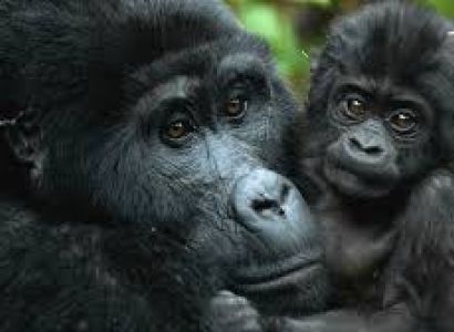 2 Days Rwanda Mountain Gorilla Experience