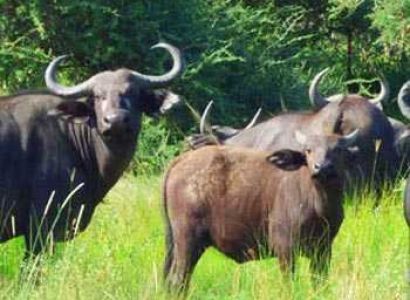 1 Day Akagera National Park Tour