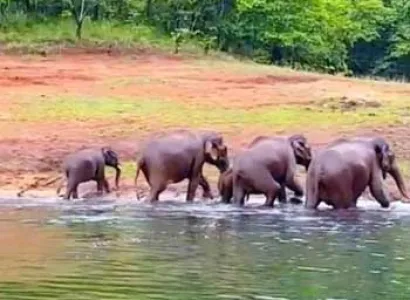Kerala Periyar Trip Tour