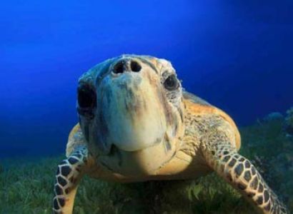 Mauritius Aquarium Package