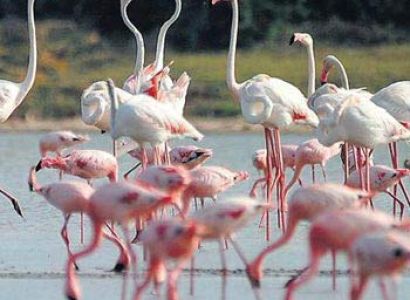 Wildlife and Heritage of Gujarat Tour