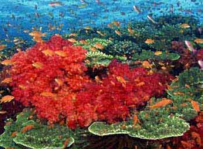 Discover Andaman With Neil Island Tour