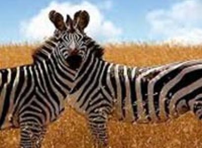 Maasai Mara,Lake Nakuru,Amboseli,Arusha,Serengeti,Ngorongoro Crater Budget Safari. Package