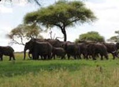 Kenya and Tanzania Maasai Mara,Lake Nakuru,Amboseli,Arusha,Lake Manyara Tour
