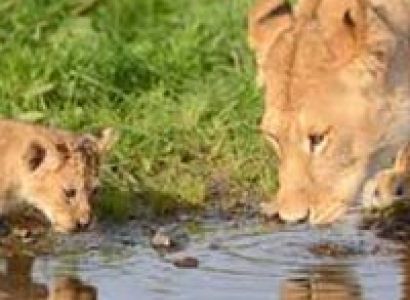 Best of Kenya and Tanzania Budget Safari Maasai Mara,Lake Nakuru,Amboseli,Arusha, Tour