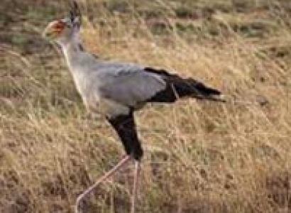 Group Joining Maasai Mara Tour