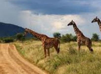 Group Joining Maasai Mara/ Lake Nakuru/ Amboseli/ Arusha Tarangire/ Ngorongoro/ Serengetti/ Tour