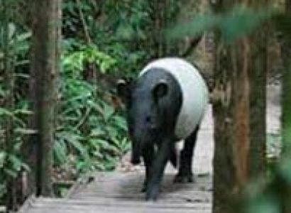 Taman Negara National Park Package