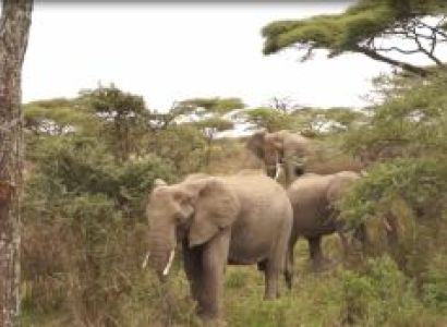 5 Days migration Safaris, Northern Tanzania