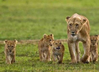 Wildlife Tour of Kenya