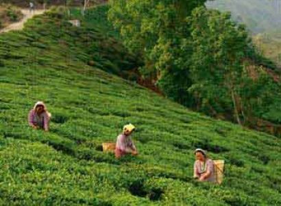Mesmerizing Darjeeling Gangtok Tour