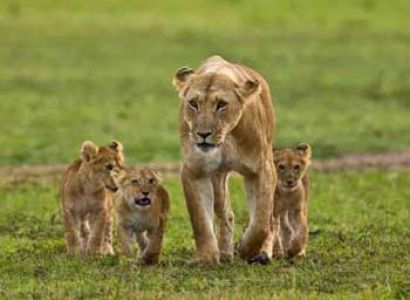Wildlife Tour of Kenya