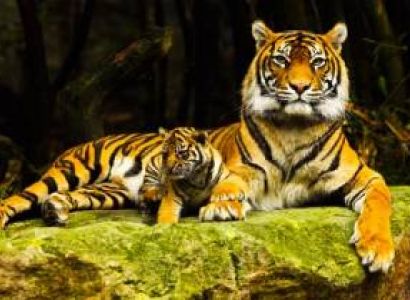 Delhi – Nainital - Corbett Tour