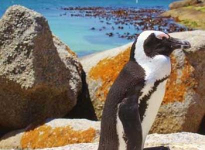 Cape Town South Africa Tour 3N/4D