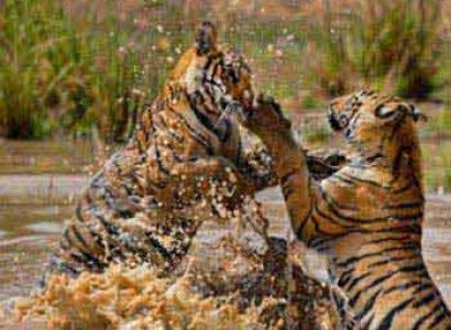 India Wildlife Travel Package