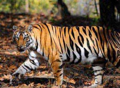 India Tiger Safari Tour Package