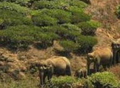 Short Escape to Kabini Tour