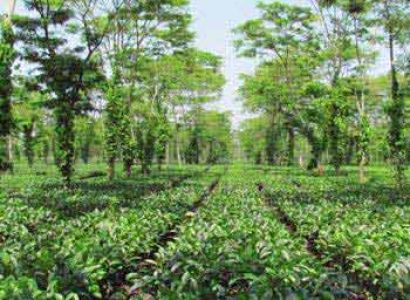 Kausani Nainital Tour Package