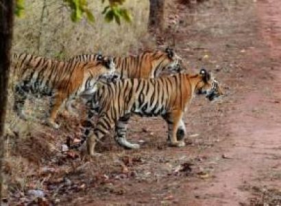 6 Days Bangalore Mysore Tour Packages