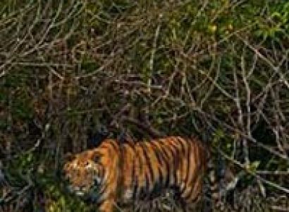 Sundarbans Sightseeing Highlights Tour