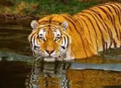 Short Escape to Sundarbans Package