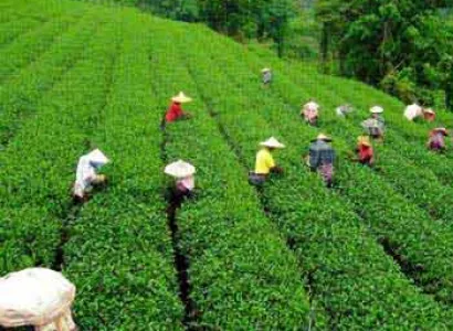 Beautiful Darjeeling Tour