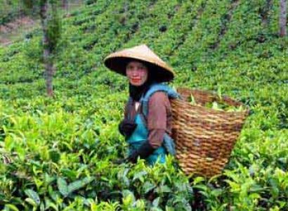 Mesmerizing Darjeeling Gangtok