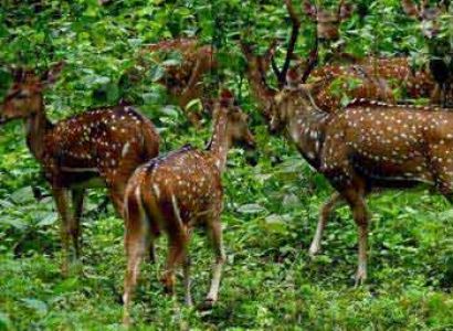 Short Escape to Periyar Package