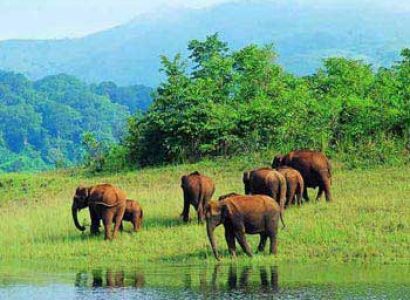 Short Escape to Bandipur National Park Tour