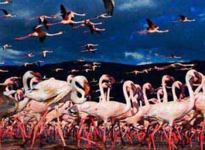 Lake Nakuru National Park Safari Package