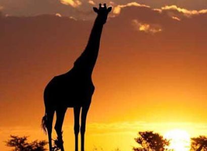 Masai Mara Game Reserve Overnight Safari Tour