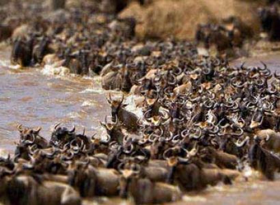 Wildebeest Migration Shared Tour