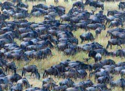 3 Days Wildebeest Tracking Safari Tour