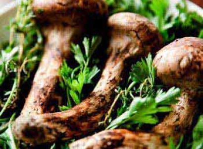 Mushroom Tour Matsutake Festival