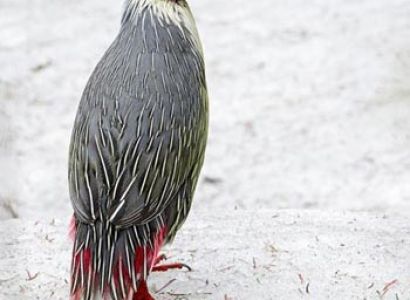 Bhutan Bird Watching Tour